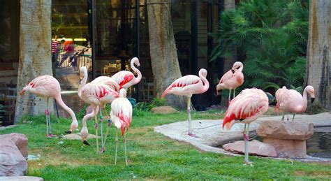 Flamingo Wildlife Habitat (Las Vegas) .